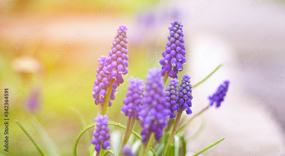 Fototapeta premium Nice blue and purple spring flowers on a sunny day with a sun haze.