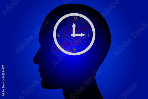 The circadian rhythms are controlled by circadian clocks or biological clock these clocks tell our brain when to sleep, tell our gut when to digest and control our activity in several day.