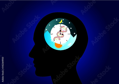 The circadian rhythms are controlled by circadian clocks or biological clock these clocks tell our brain when to sleep, tell our gut when to digest and control our activity in several day.