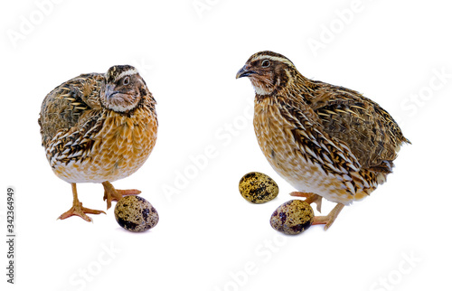 Laying hen of domesticated quail with eggs isolated on white background
