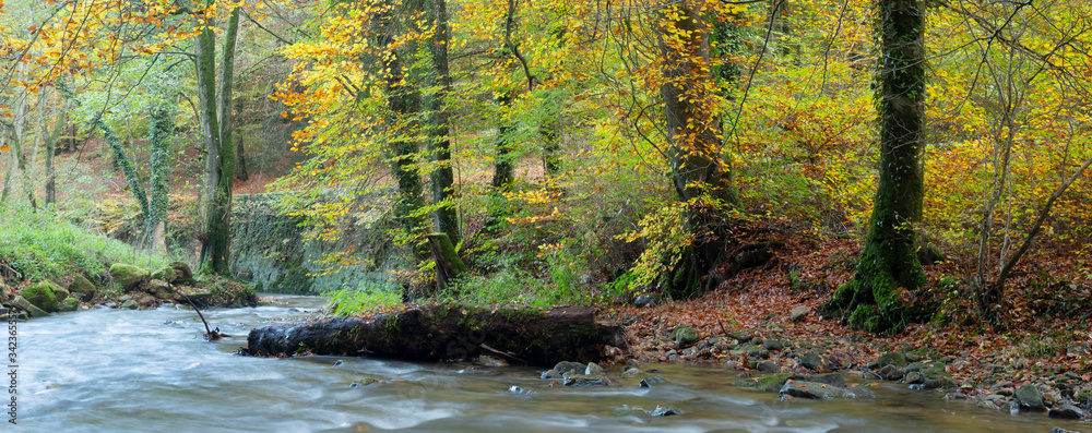 Obraz premium forest stream and autumn colors in the woods