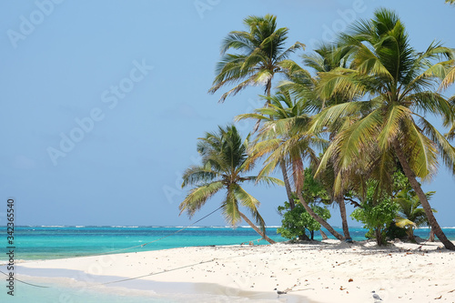 coconut palm tree on the beach. Caribbean sea. Jack Sparrow island