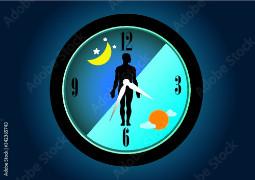 The circadian rhythms are controlled by circadian clocks or biological clock these clocks tell our brain when to sleep, tell our gut when to digest and control our activity in several day.