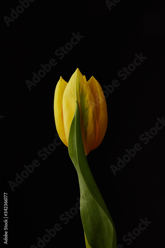 Side view of a single Yellow Tulip against a Black background with Copy Space