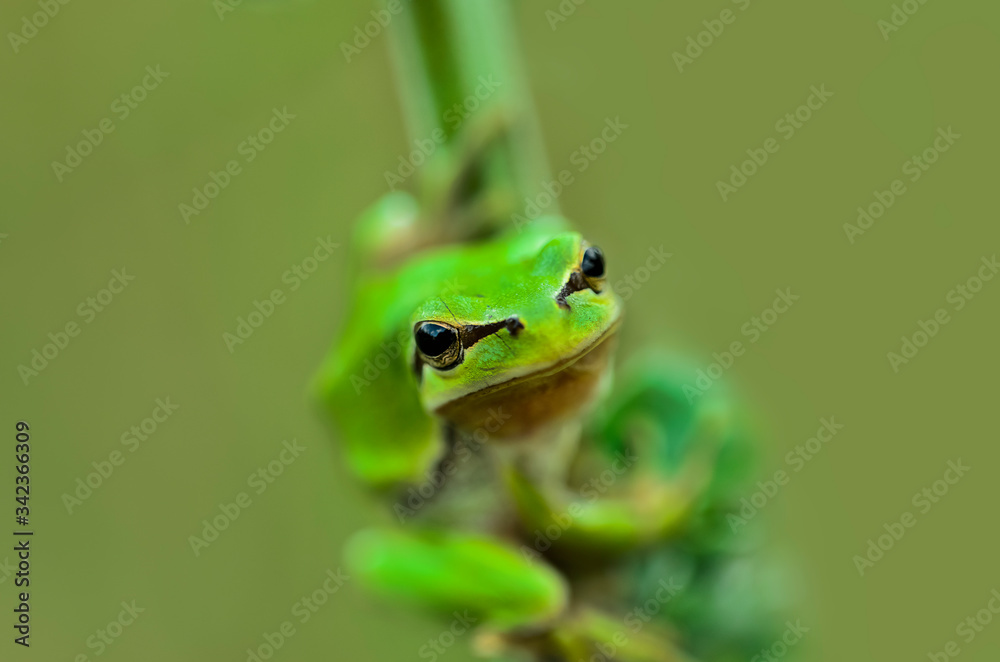macro photo of frog standing on green grass macro photo of frog standing on green grass