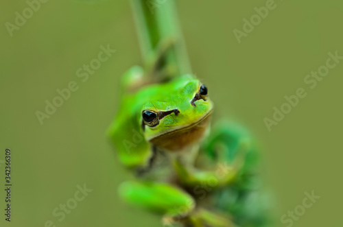 macro photo of frog standing on green grass