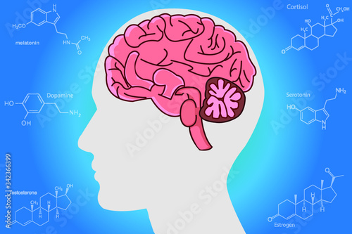 The circadian rhythms are controlled by circadian clocks or biological clock these clocks tell our brain when to sleep, tell our gut when to digest and control our activity in several day.