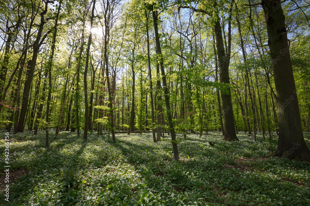 Blühender Bärlauch (Allium ursinum), Münsterland, Nordrhein-Westfalen, Deutschland, Europa Blühender Bärlauch (Allium ursinum), Münsterland, Nordrhein-Westfalen, Deutschland, Europa