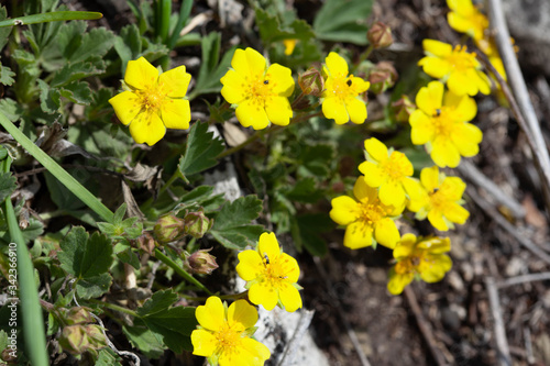 Many yellow spring cinquefoil flowers