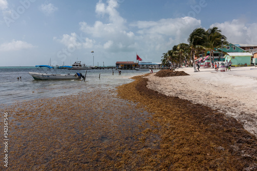 seaweed pollution brown sargassum  algae on the paradise white beach natural disaster 