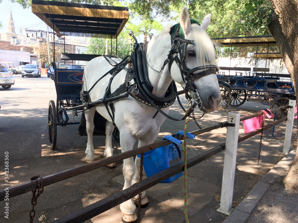 Fototapeta premium Horse for carriage tour historic district charleston south carolina