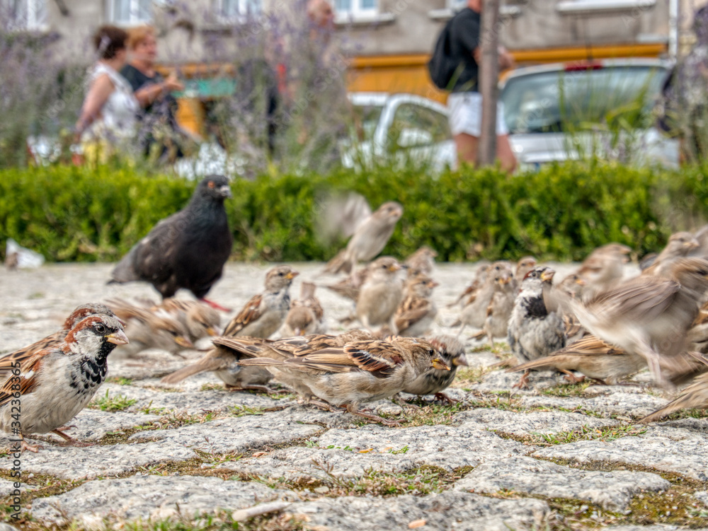Obraz premium City Sparrows on the pavement.