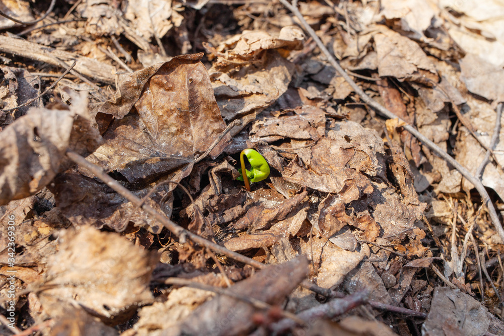 Green sprout breaks through with foliage Green sprout breaks through with foliage