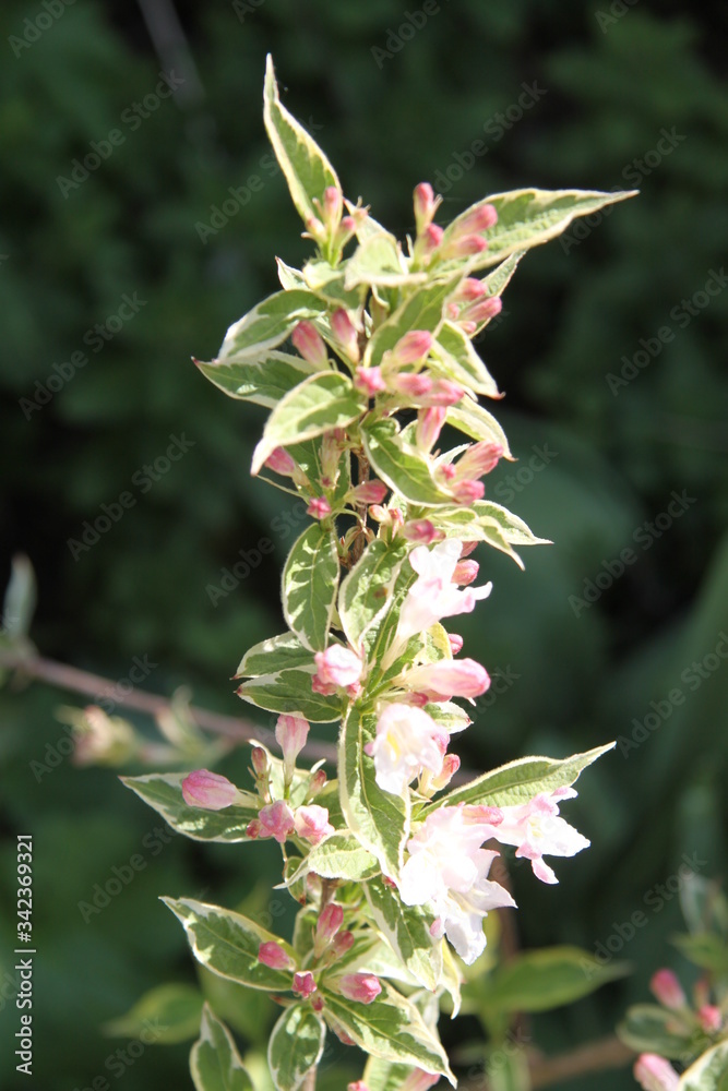 Variegated perennial weigelia tree in pink flowers Variegated perennial weigelia tree in pink flowers