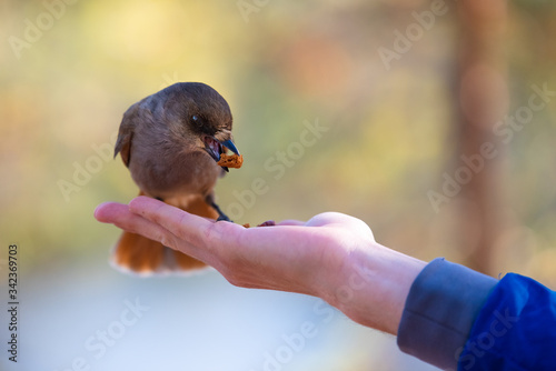 Siberian jay is sitting on hand and eat nuts. photo