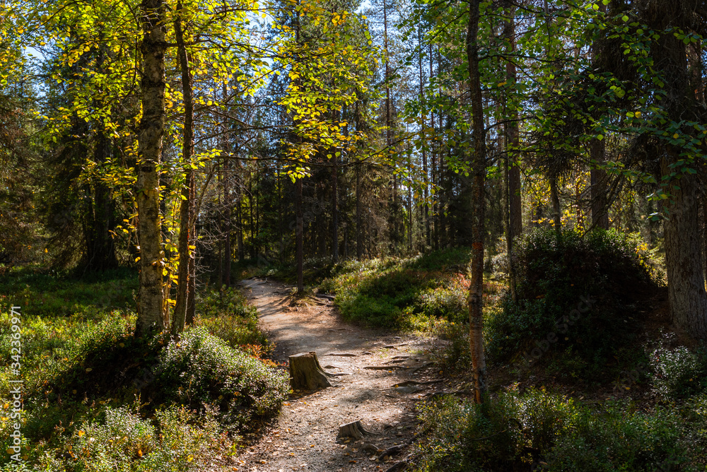 Trail in the woods in beautiful verdant Finnish forest. Beautiful finnish nature.