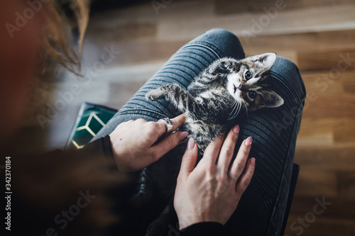 zwierzak, domowych, kociak, kot, pupil, oczy, tygrys, dachowiec, kochany, słodki, maleńki, life style, dom, zabawa, czułość, głaskanie, śpiący kot, kły, pazurki, właściciel, pet, domestic, kitten, cat