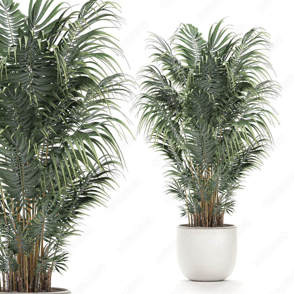 Palm trees in a white pot isolated on white background Palm trees in a white pot isolated on white background