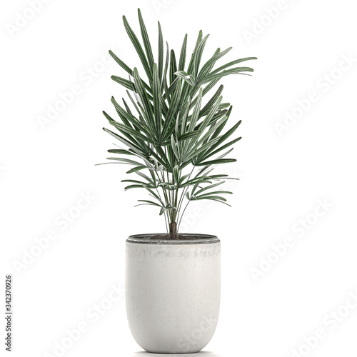 rhapis excelsa palm in a white pot isolated on white background