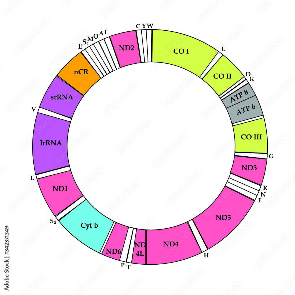 Mitochondrial DNA is the DNA located in mitochondria, cellular ...
