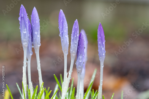 Closeup of flower