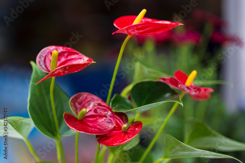 Red anthuriums. Selective focus. Copy space, free space for text, flower card.
