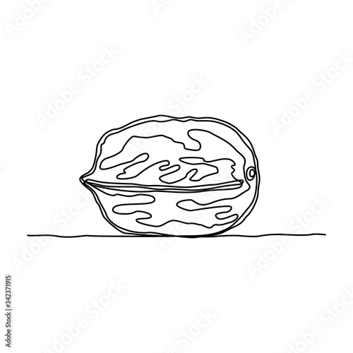 Continuous line drawing. Walnut. Black isolated on white background. Hand drawn vector illustration. 