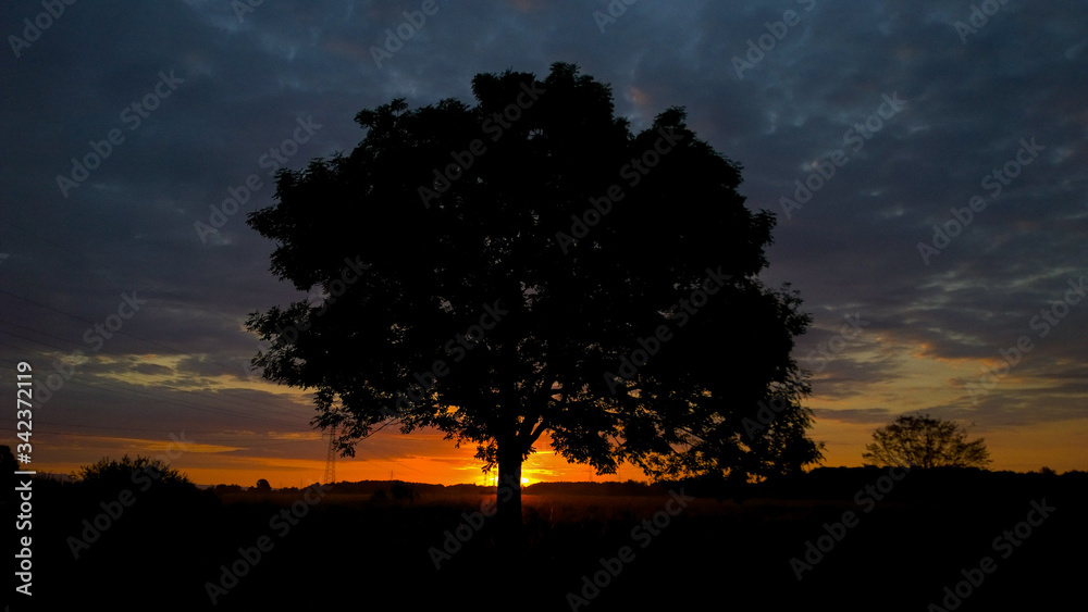 Fototapeta premium Single tree silhouette with sunrise background 