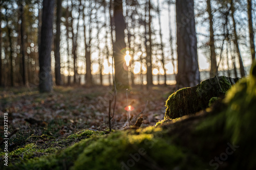 Sonnenaufgang Wald Franken