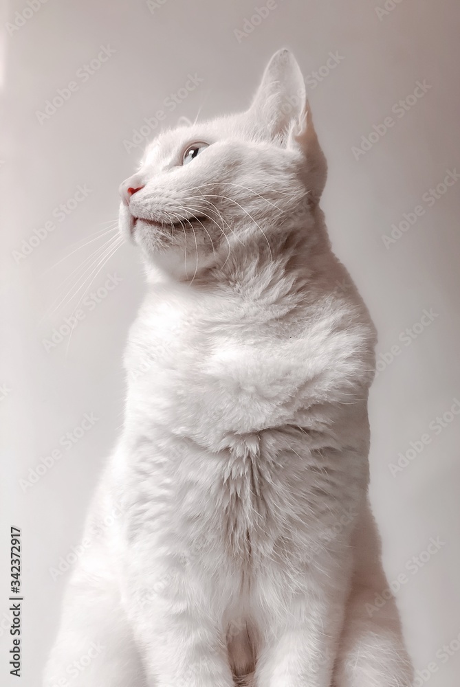 White Cat