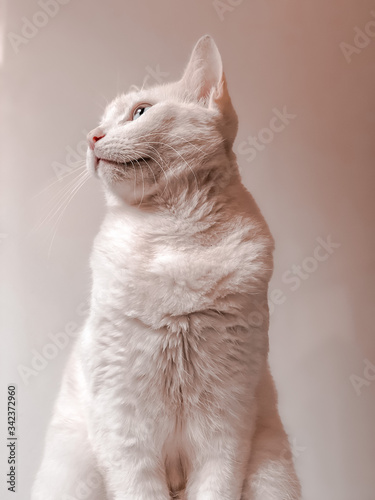 White Cat