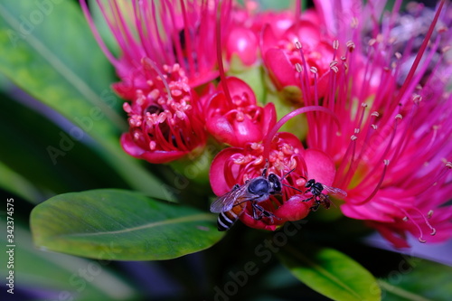 Stingless bee visited the flower for collected the pollen. Insect pollinators 
