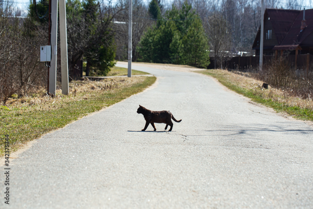 dark cat crosses the road