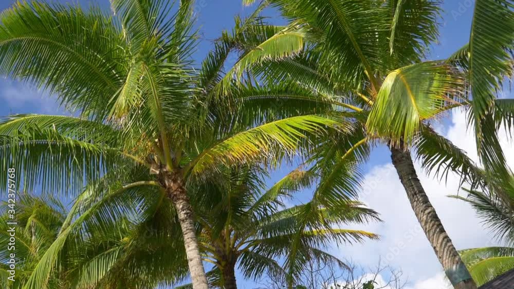 Car POV on palm trees in slow motion 180fps Car POV on palm trees in slow motion 180fps