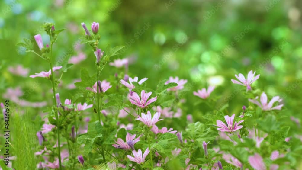 Mallow flowers on a meadow with green grass (2) (malva sylvestris) Mallow flowers on a meadow with green grass (2) (malva sylvestris)