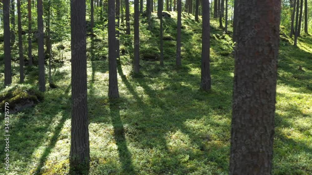 Fly in the Summer Pine Forest In Sunny Day moving camera