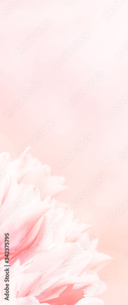 Wedding invitation card, pink tulips, vertical size 95x230 mm. Greeting or invite card, elegant clear design template, light blur background.