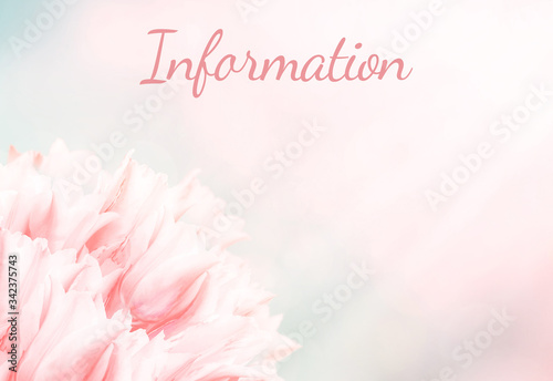 Wedding information card, pink tulips, standart size. Greeting or invite Details card, elegant clear design template, light blur background. © taylon