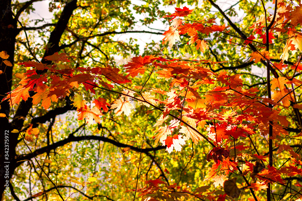 maple tree with bright red leaves in a green forest maple tree with bright red leaves in a green forest