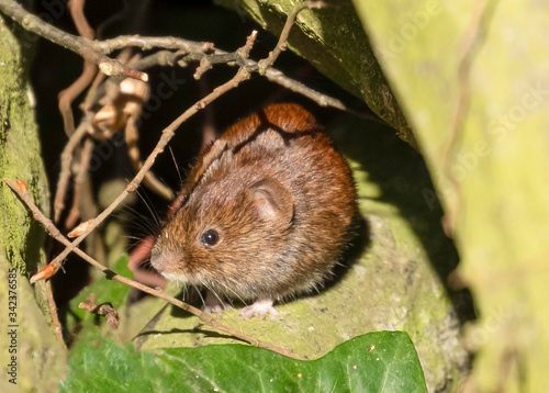 wood mouse in the grass