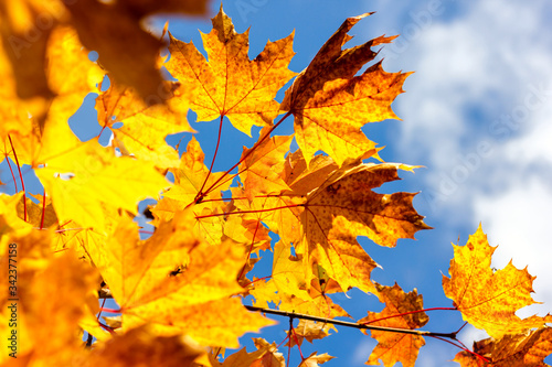 yellow red maple leaves against the blue sky autumn