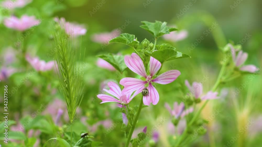 Beetle on a mallow flowers, meadow with green grass (2) (malva sylvestris) Beetle on a mallow flowers, meadow with green grass (2) (malva sylvestris)