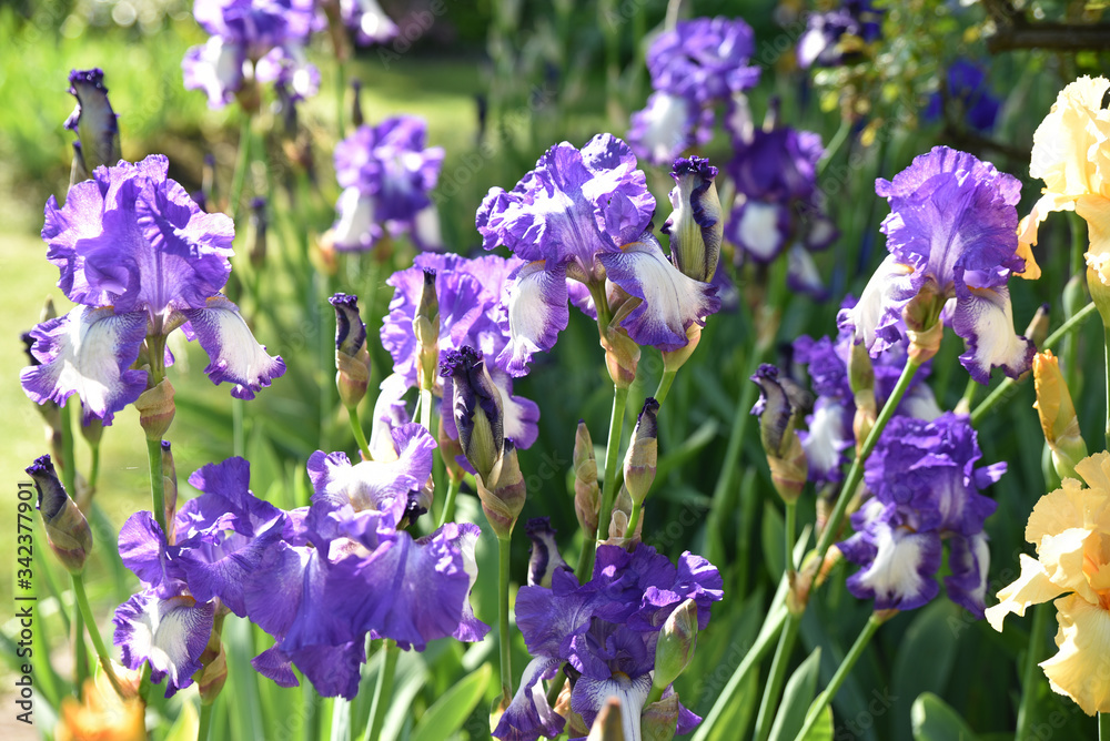 Iris panaché bleu et blanc au printemps