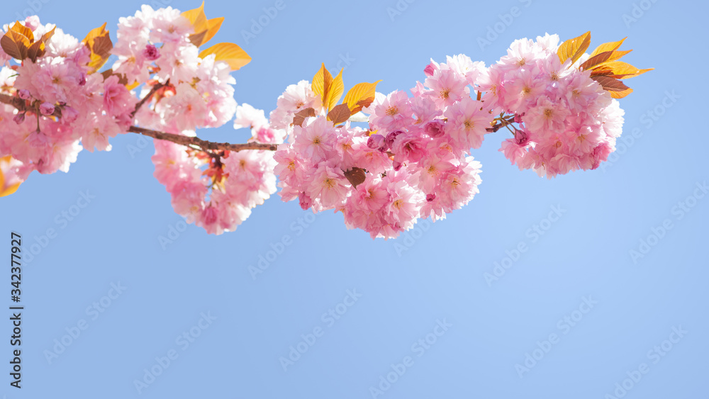 springtime springtime