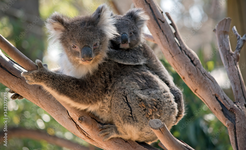 Fototapeta premium the koala and joey are in a tree
