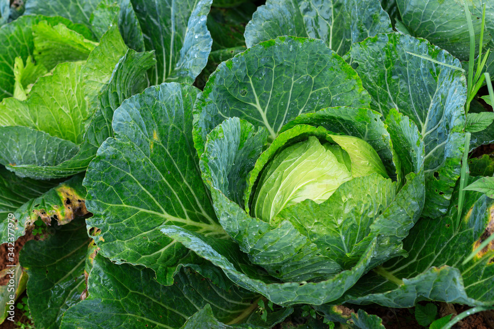 fresh-cabbage on the ground after raining fresh-cabbage on the ground after raining