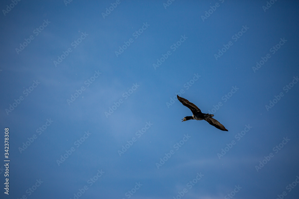 Beautiful big single cormorant flying with big span of wings. Clear winter blue sky over Porto Lagos, Northern Greece. Picturesque frozen moment of Nature Beautiful big single cormorant flying with big span of wings. Clear winter blue sky over Porto Lagos, Northern Greece. Picturesque frozen moment of Nature