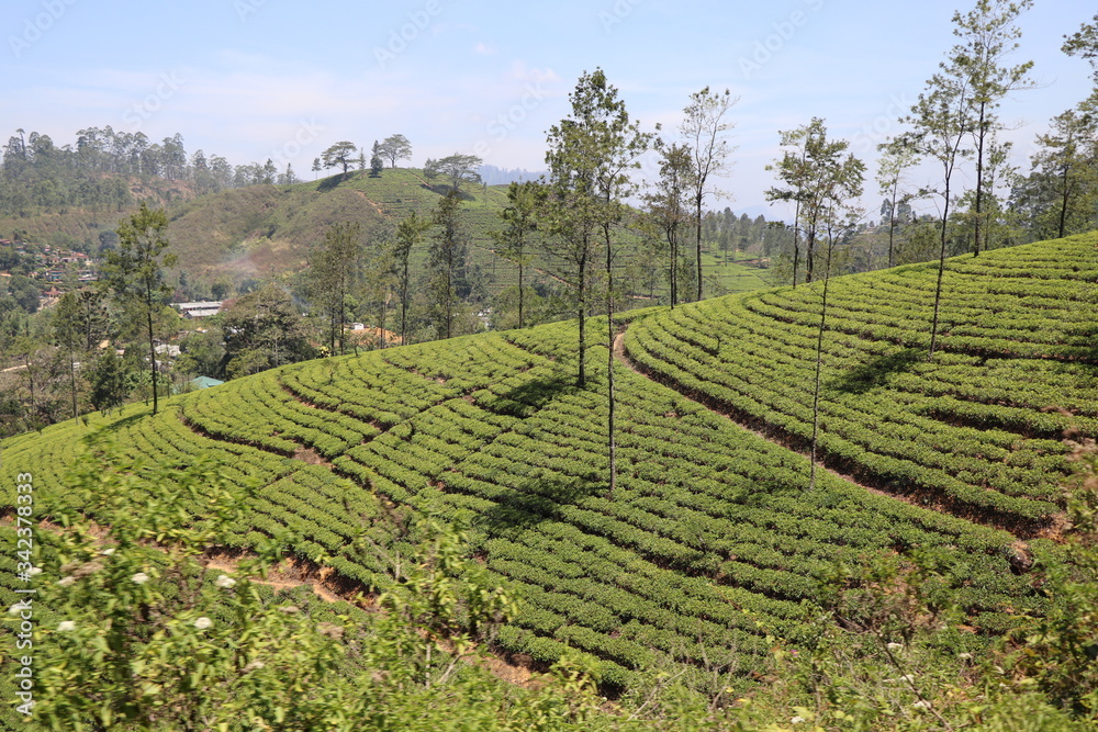 Plantations de thé Nuwara Eliya Ella Sri Lanka