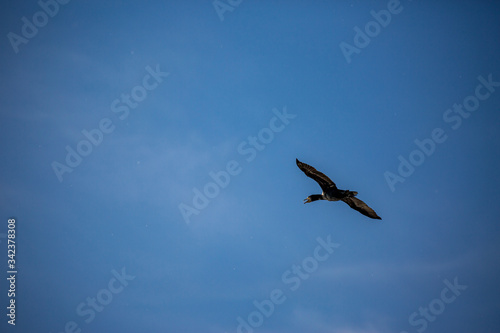 Beautiful big single cormorant flying with big span of wings. Clear winter blue sky over Porto Lagos, Northern Greece. Picturesque frozen moment of Nature