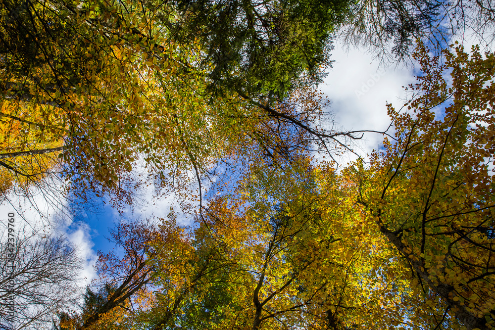 Fototapeta premium Autumn foliage in a forest with colorful trees. 